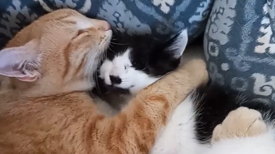 Orange tabby kitten hugging and giving a kiss to Jeff, the blind black and white kitten, while lying together in a bed